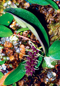 สิงโตเชียงดาว Bulbophyllum albibracteum Seidenf.<br/>ORCHIDACEAE